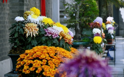 花谢景不谢丨这两个月，余荫山房门票八折！3.7-3.8女性免费入园！