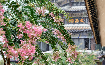 当端午节遇见父亲节｜赏盛放紫薇+品戏曲筝乐，解锁双节温柔时光