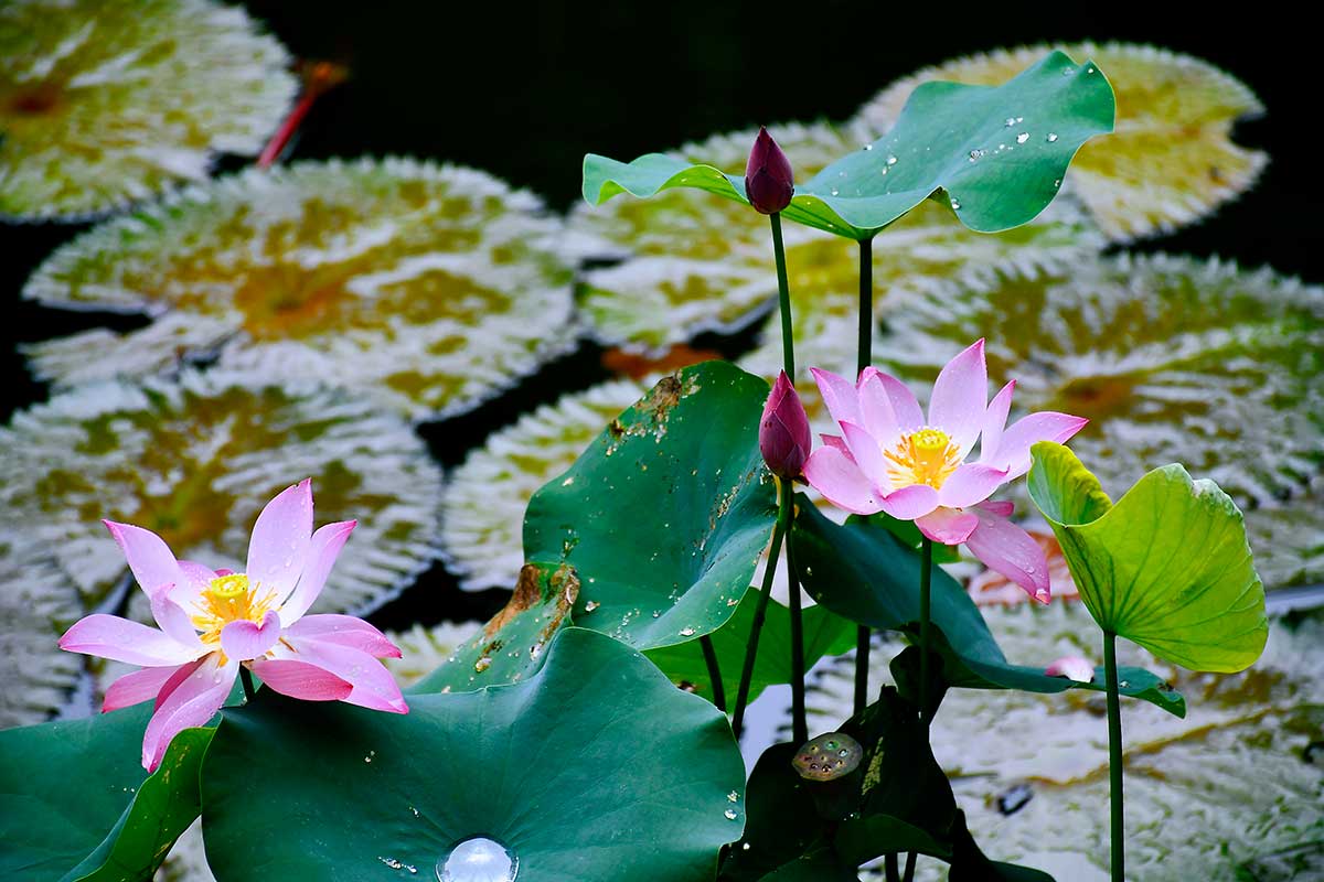 盛夏满庭芳 紫薇正当时5.jpg
